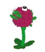 Dragon Fruit Seed