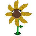 Sunflower Seed